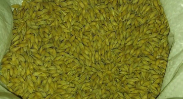 Vacula jarní ječmen: charakteristika a znaky pěstování